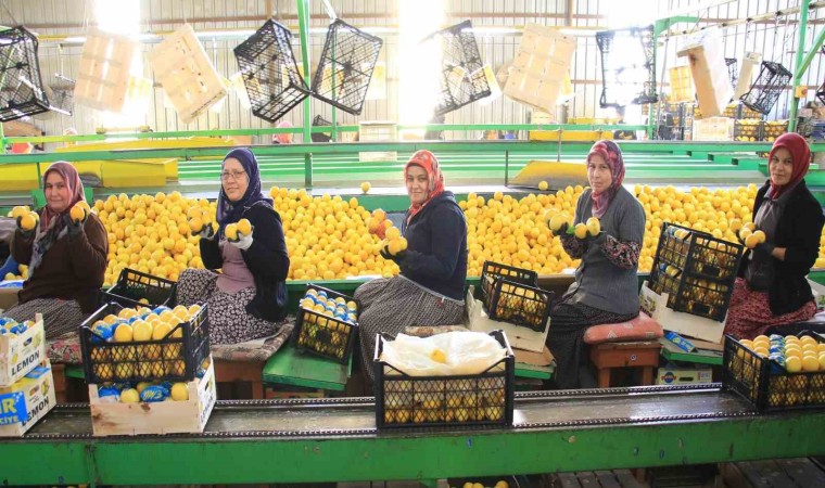 Mersin'de hasattan paketlemeye her alanda kadınlar mesaide