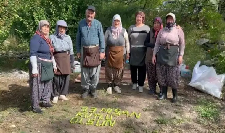 Mersin'de tarım işçileri 23 Nisan’ı erik hasadı yaparken kutladılar