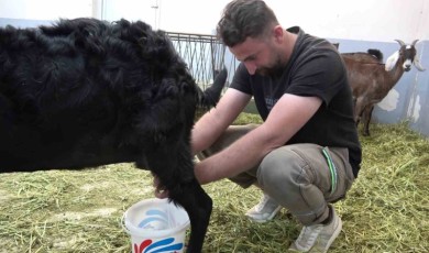 Et ve süt verimi yüksek keçi ırkları melezlenecek