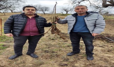 Siirt’te çiftçilere yerli sumak fidanı dağıtıldı