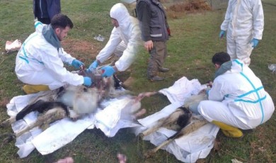 Sinop’ta küçükbaş hayvan ölümlerinin nedeni belli oldu