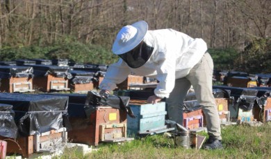 Küresel ısınma arıların dengesini bozdu: “Koloni kayıpları yaşanıyor”
