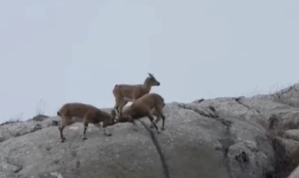 Belgeselleri aratmayan görüntüler: Dağ keçilerini böyle görüntüledi